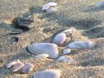 Bagagli di mare