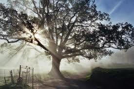 L'albero