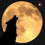 Lupo