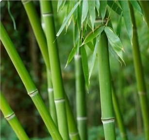 Canne di bamb�