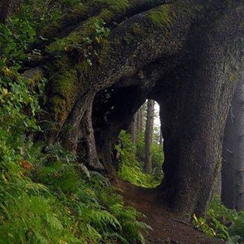 Da un tunnel