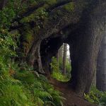 Da un tunnel