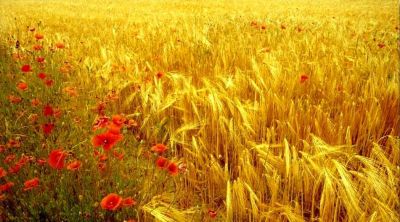 Campo d�oro