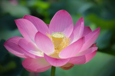 Il fiore