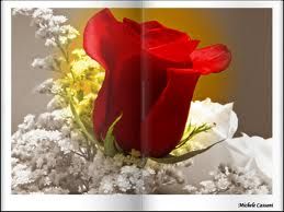 Petali d'organza