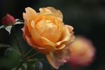 Nacque cos�