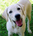 Pi� che un amico