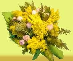 Mimosa