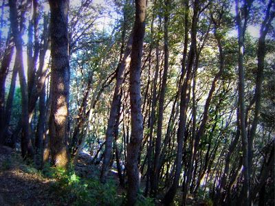 Dove ci conduce un�ombra