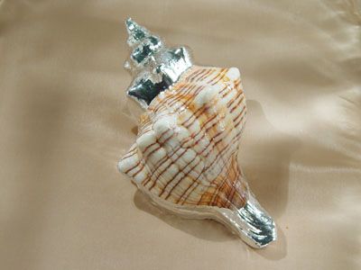 Ti doner� una conchiglia