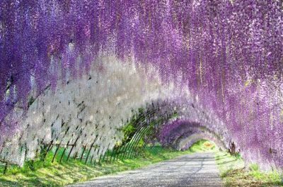 Ora che il glicine � in fiore
