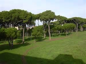 Pineta
