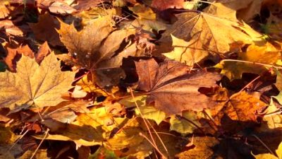Foglie d�acero
