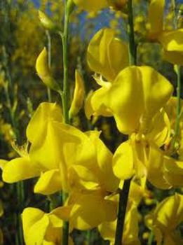 Ginestre