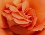 Esercitazione d'Amore