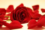 Un petalo di rosa