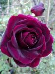 Porpora et viola et sole retro le nuvole