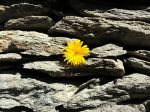 Come Fiore su Pietra