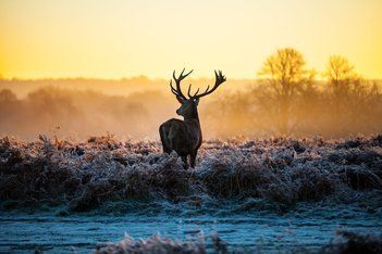 Black Moose