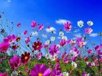 Primavera 2013