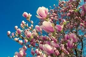Esotici profumi di primavera