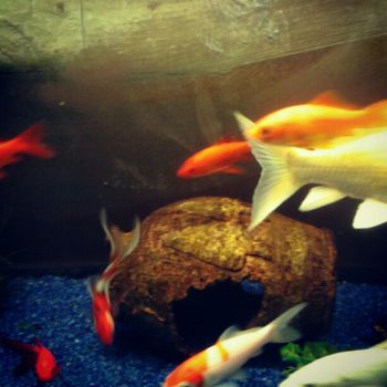 Acquario