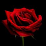 Fiore di donna