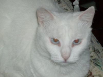 Amica e "gatta"