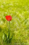 Il tulipano
