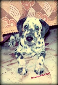 Cucciolo