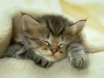 Ciuffino il gatto pigrone (poesia bimbi)