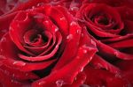 Odore di Rose