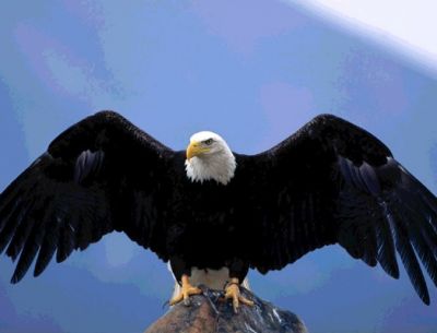 Aquila