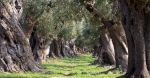 Tra i filari d'ulivo