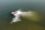 Verba volant