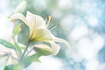 Adolescent Flowers