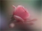 Nello scrigno un amore  