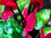 La rugiada fresca del cuore