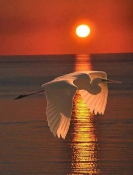 Poesia �