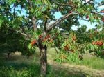 Il ciliegio