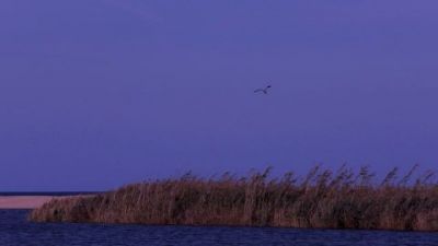 Volo di picchiata  
