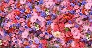 � la stagion dei fiori