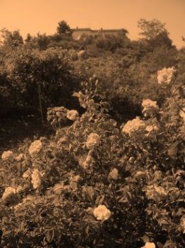Rose d'inverno