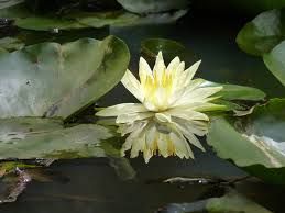 Fiore di loto
