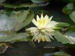Fiore di loto