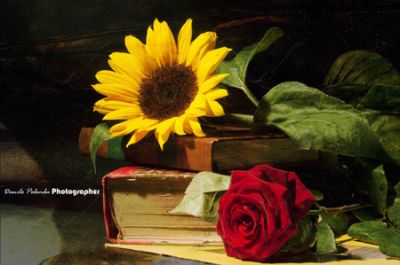 La rosa e il girasole