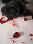 Senza Amore