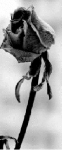 Amaro fiore