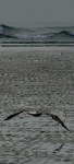 Salendo salendo