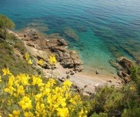 Ginestra del sole